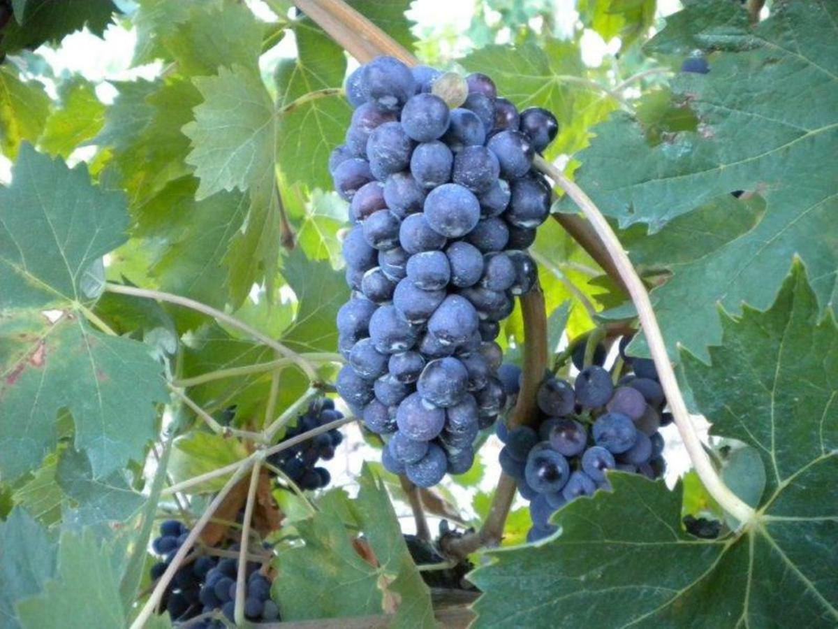 Agriturismo Il Melo Valfabbrica Екстер'єр фото